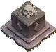 Ancient Skull